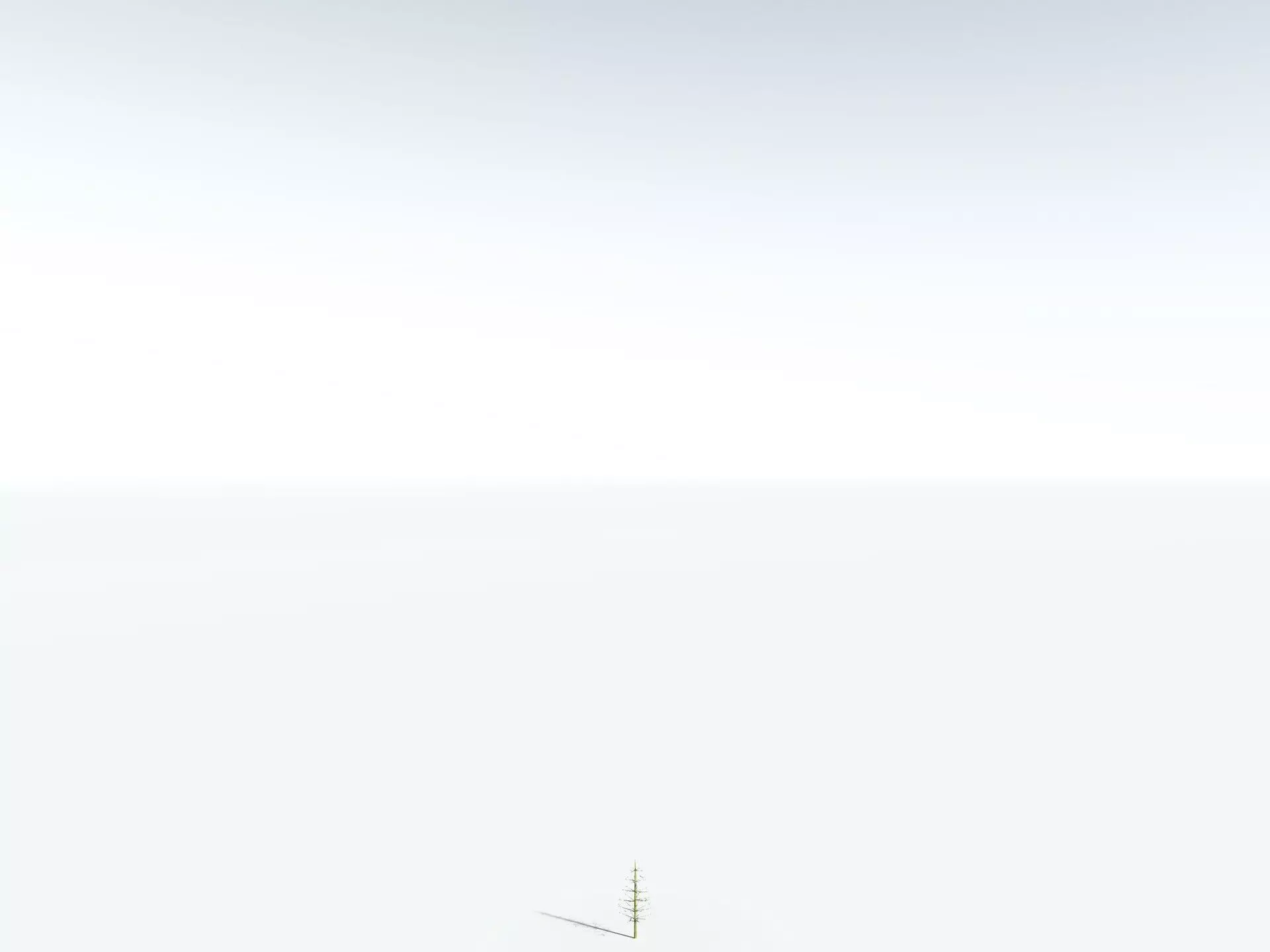 EVERYPlant Calamites Cruciatus LowPoly Low-poly 3D model_26