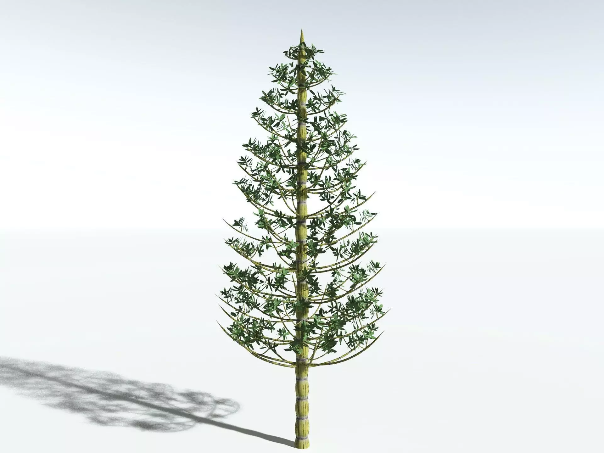 EVERYPlant Calamites Cruciatus LowPoly Low-poly 3D model_8