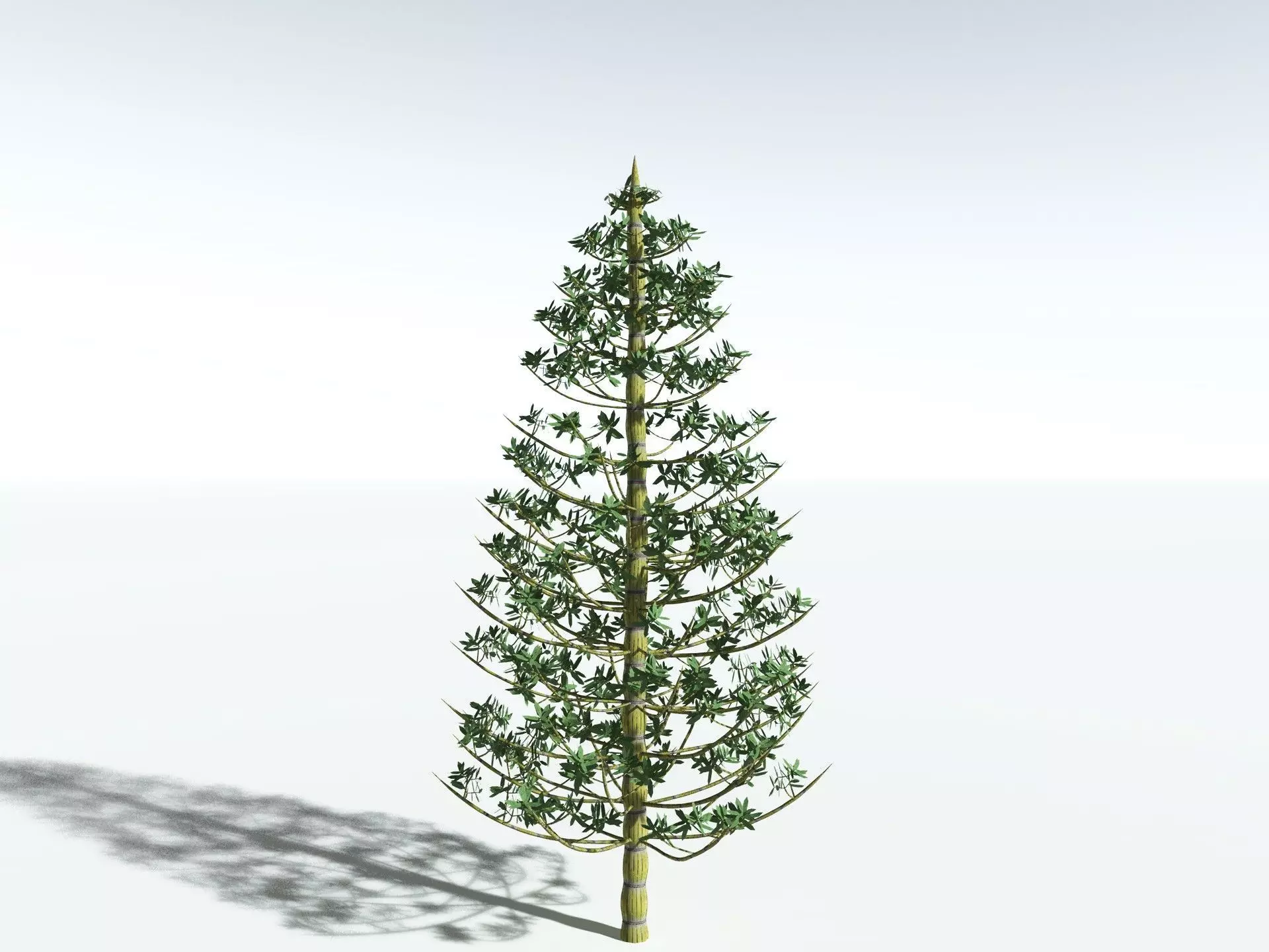 EVERYPlant Calamites Cruciatus LowPoly Low-poly 3D model_10