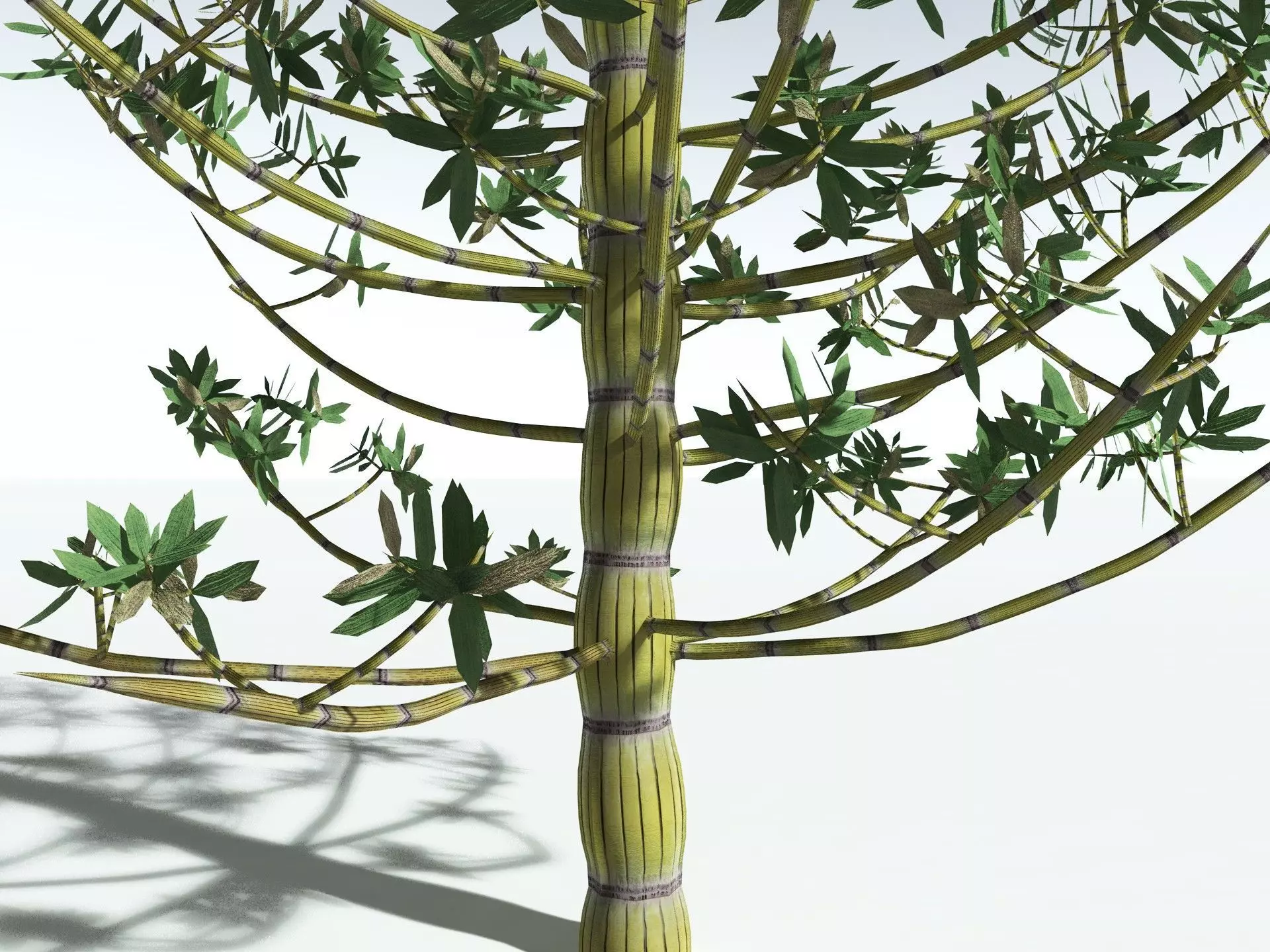 EVERYPlant Calamites Cruciatus LowPoly Low-poly 3D model_13