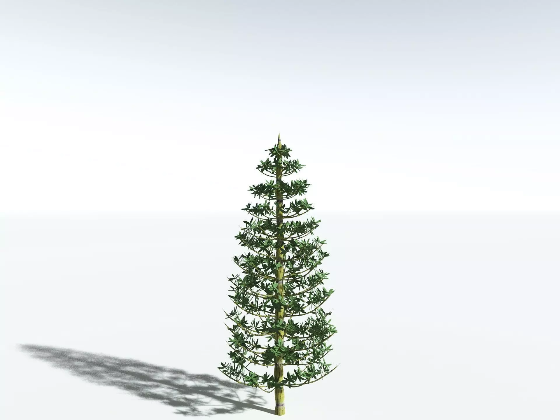 EVERYPlant Calamites Cruciatus LowPoly Low-poly 3D model_22