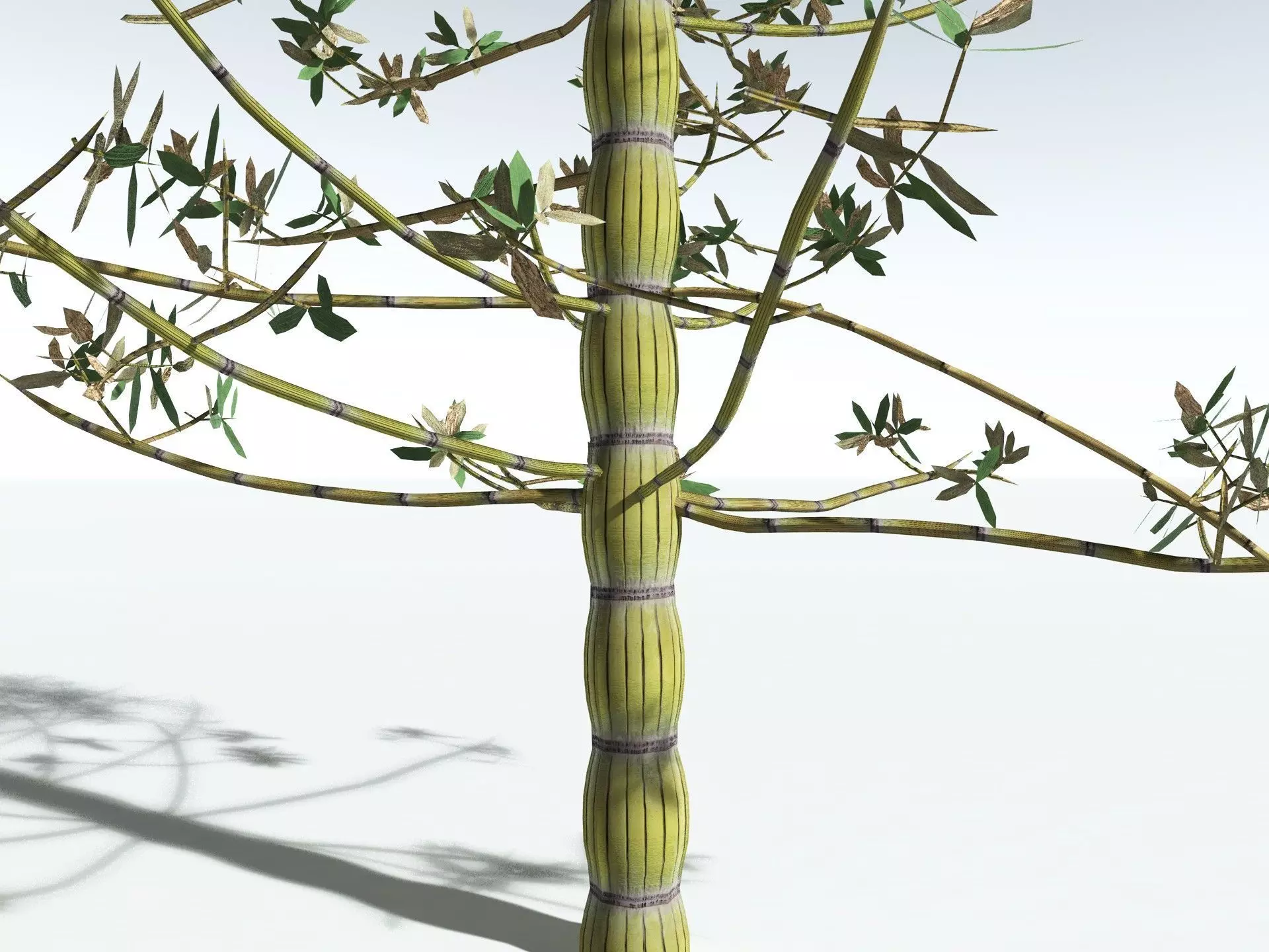 EVERYPlant Calamites Cruciatus LowPoly Low-poly 3D model_15