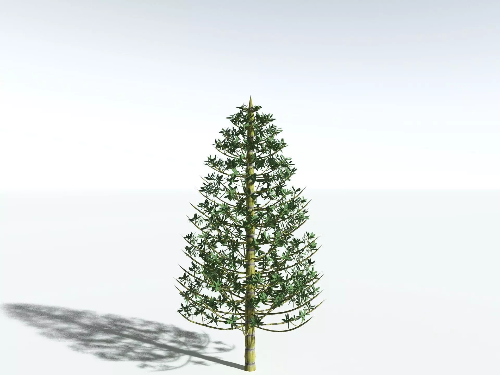 EVERYPlant Calamites Cruciatus LowPoly Low-poly 3D model_6