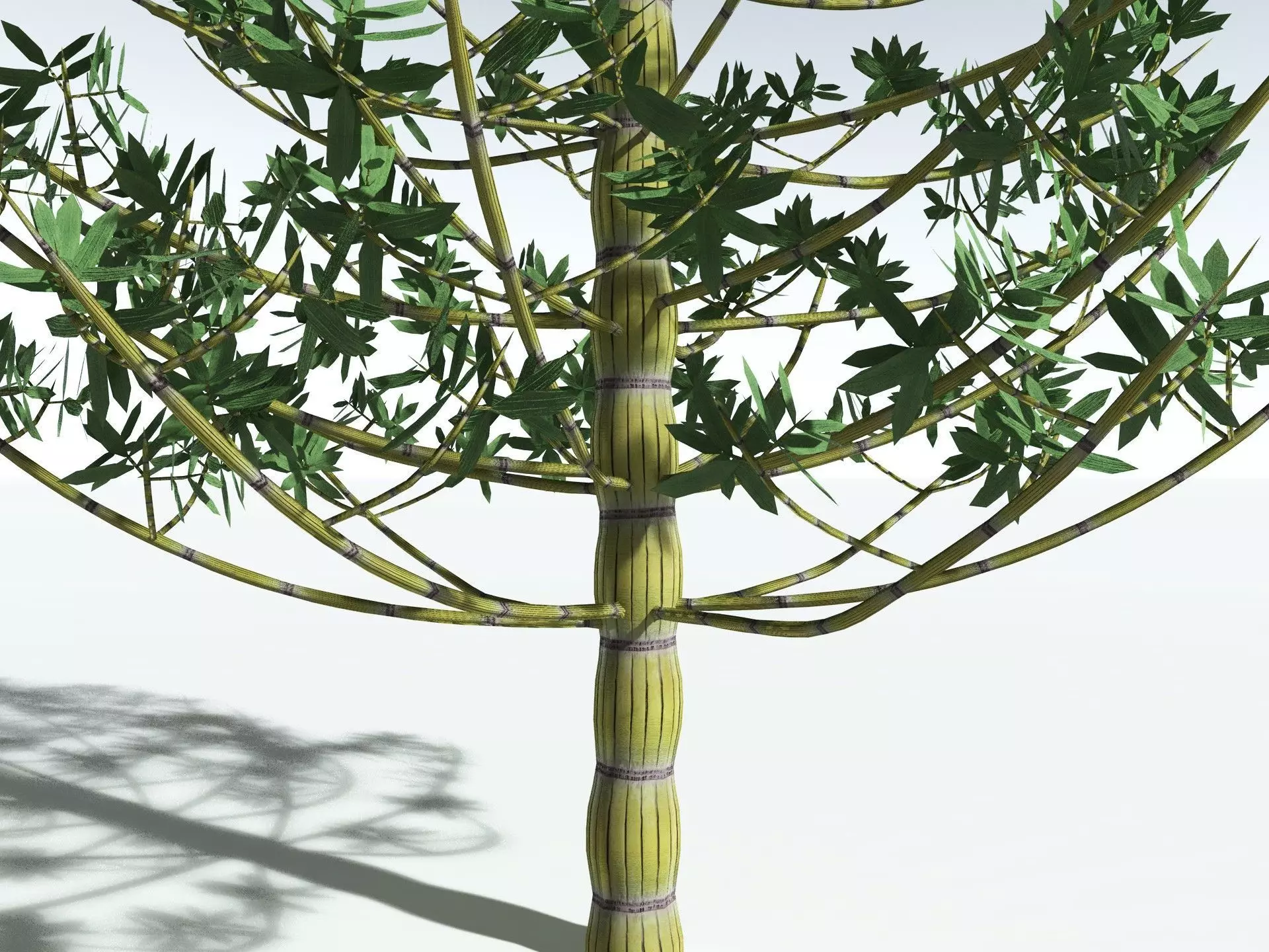 EVERYPlant Calamites Cruciatus LowPoly Low-poly 3D model_11