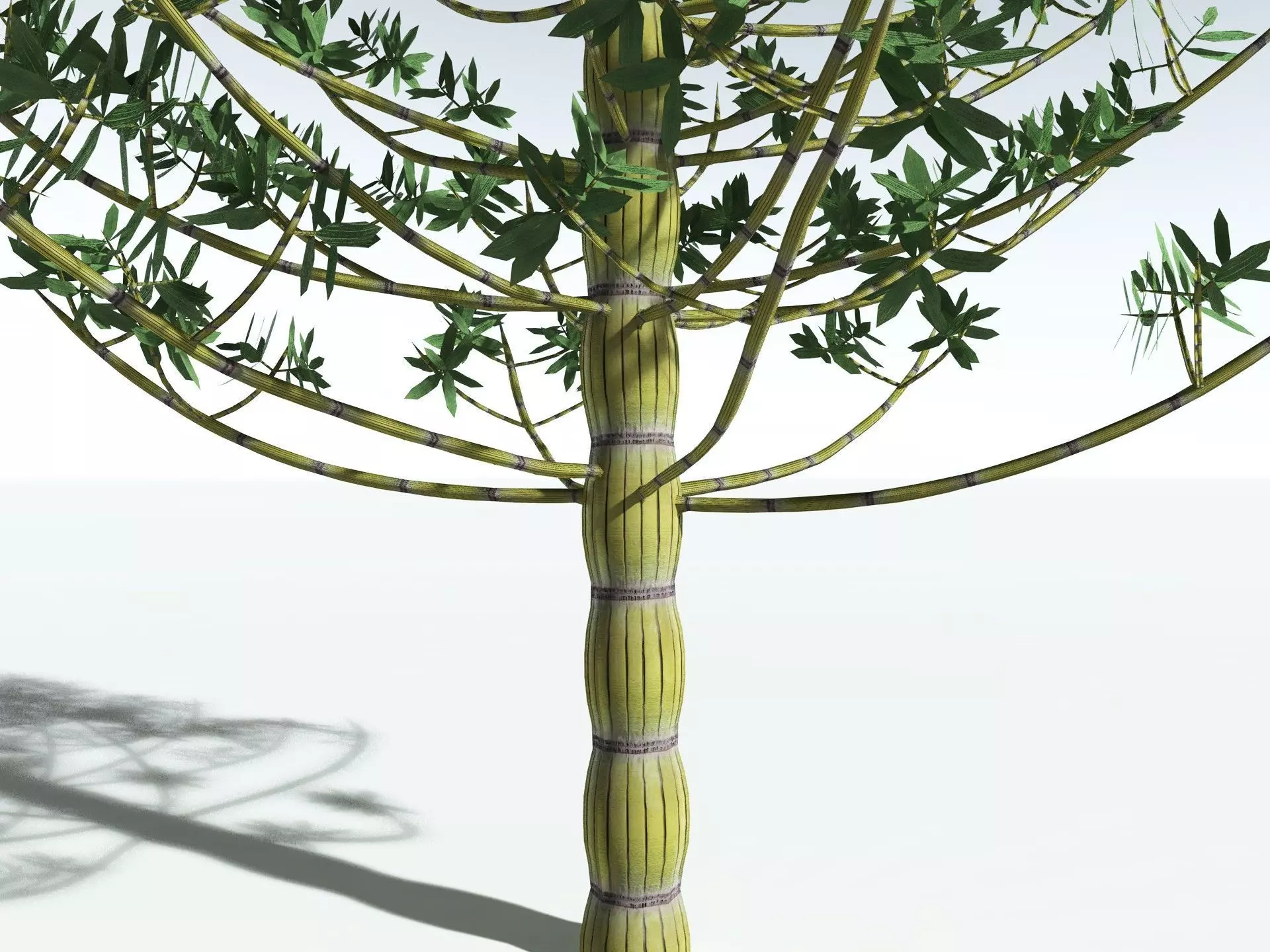 EVERYPlant Calamites Cruciatus LowPoly Low-poly 3D model_5