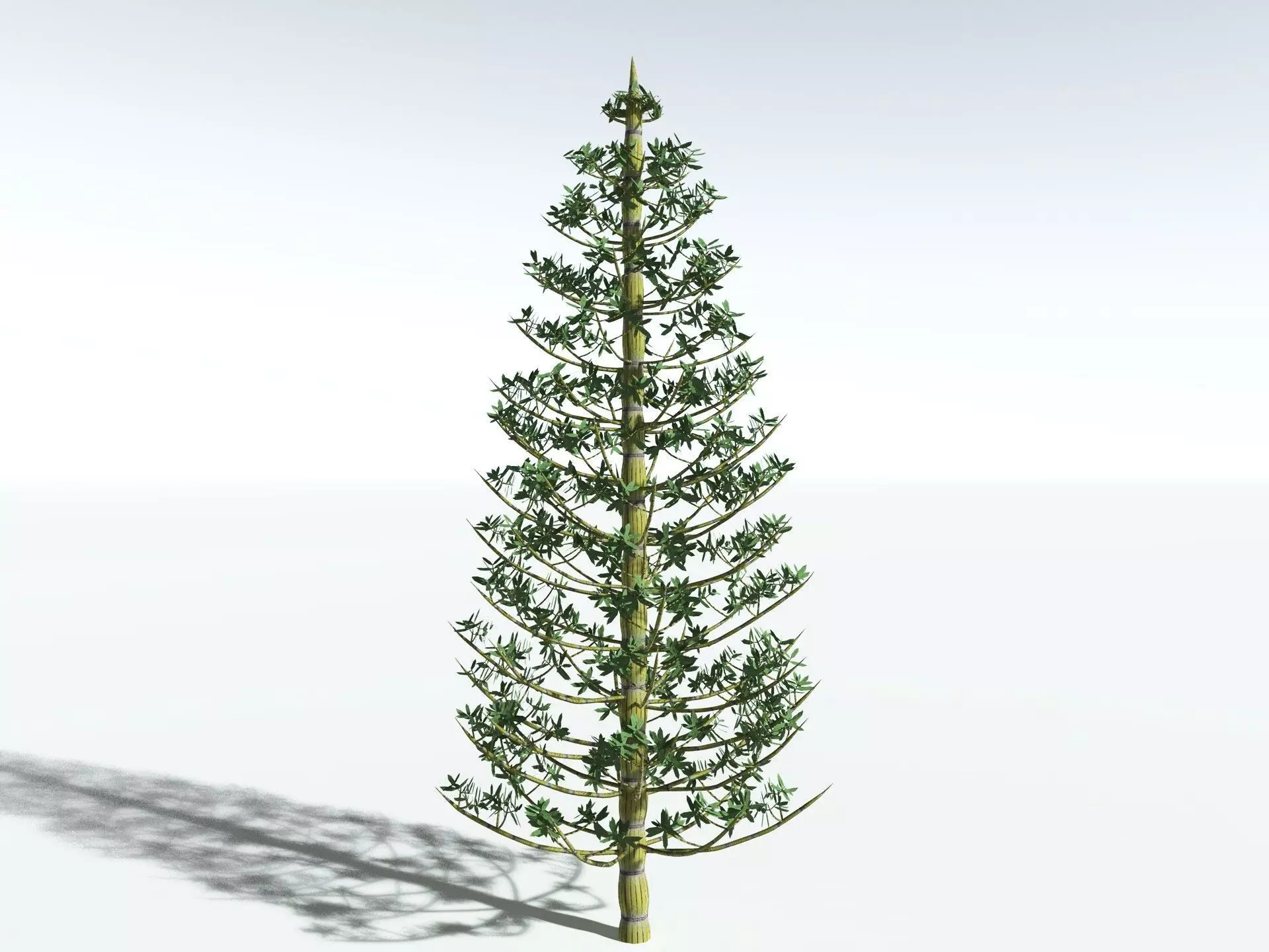 EVERYPlant Calamites Cruciatus LowPoly Low-poly 3D model_2