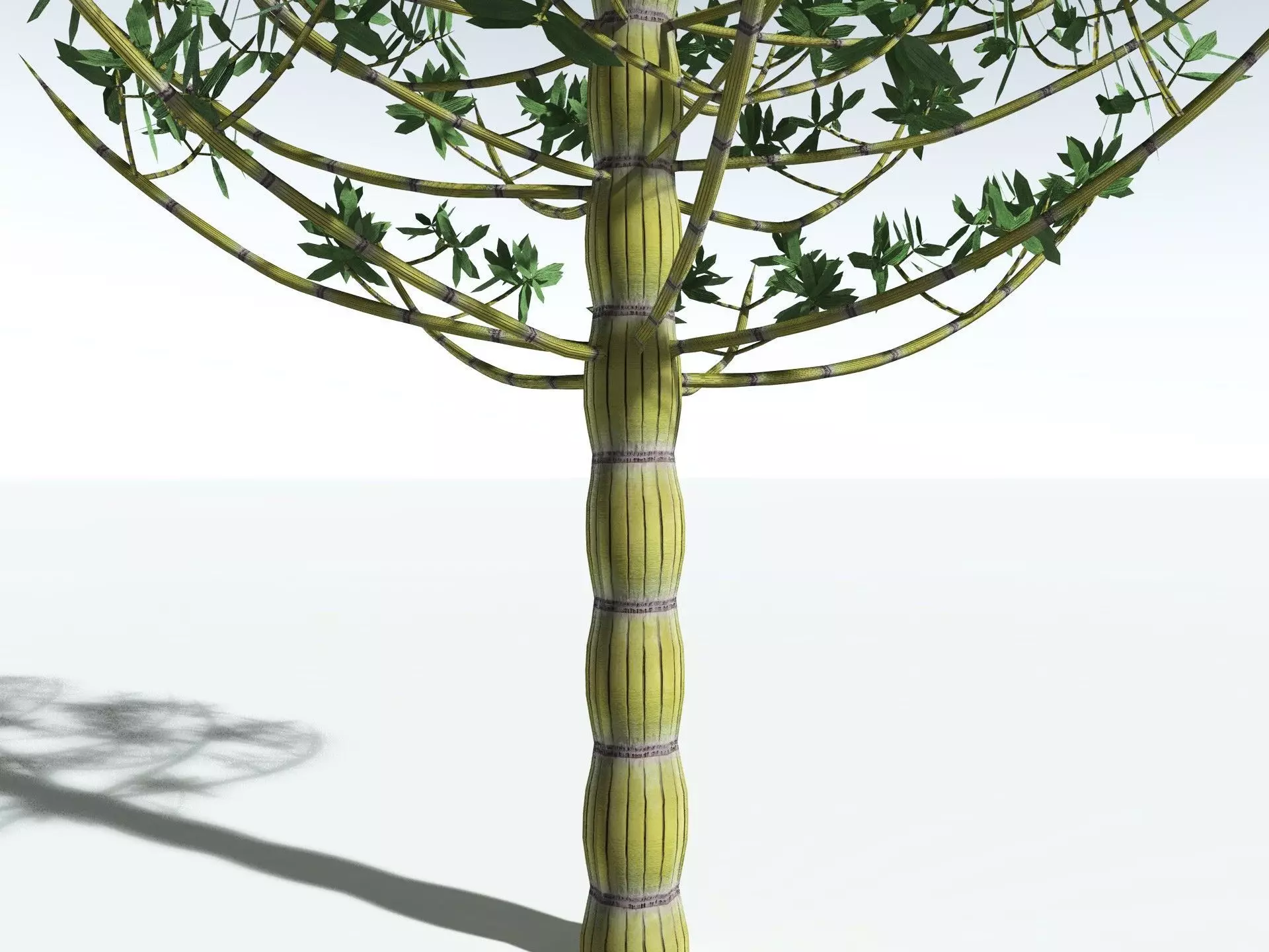 EVERYPlant Calamites Cruciatus LowPoly Low-poly 3D model_9