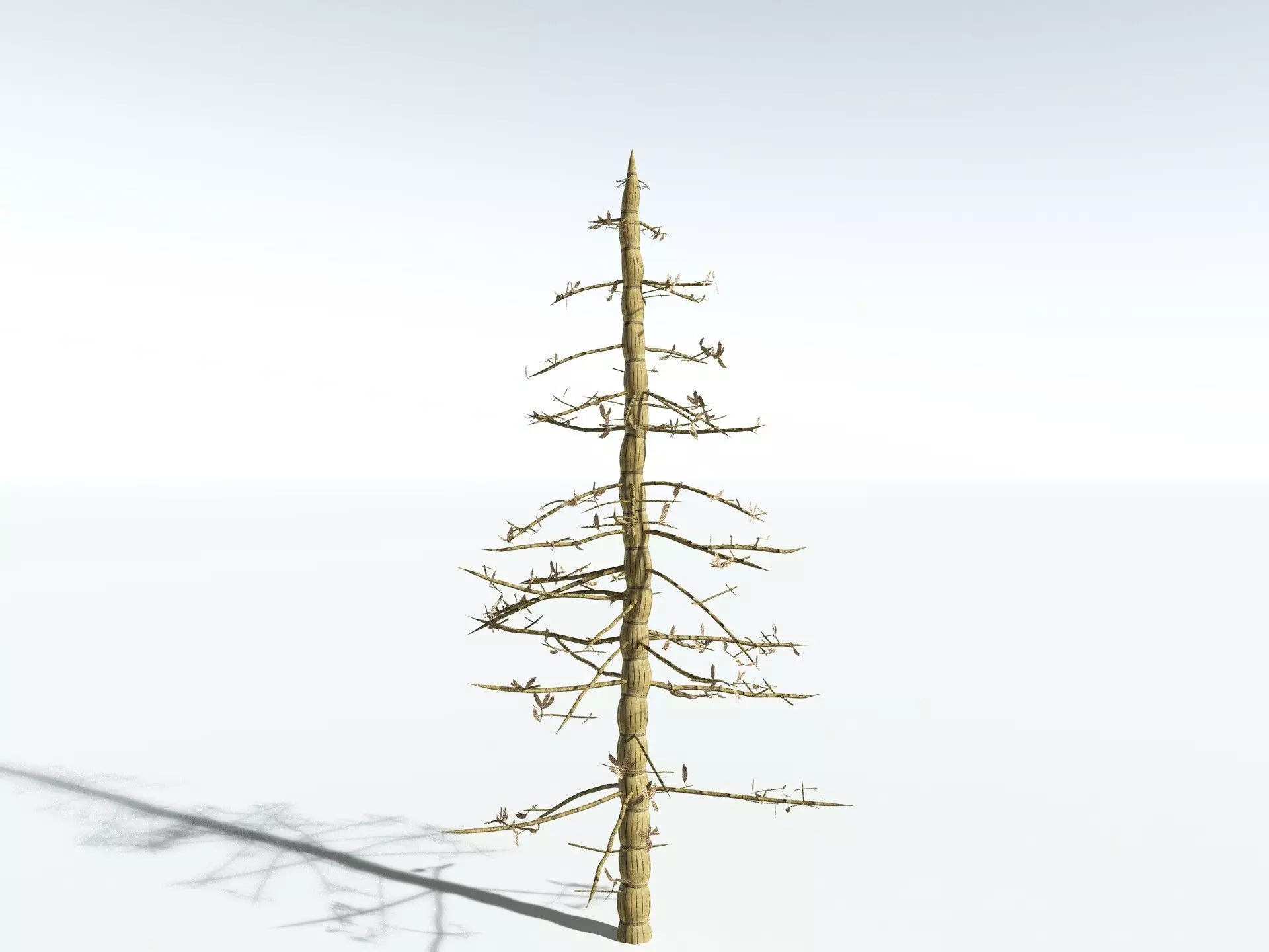 EVERYPlant Calamites Cruciatus LowPoly Low-poly 3D model_18