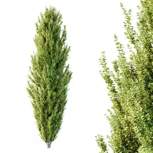 fagus sylvatica tree 05