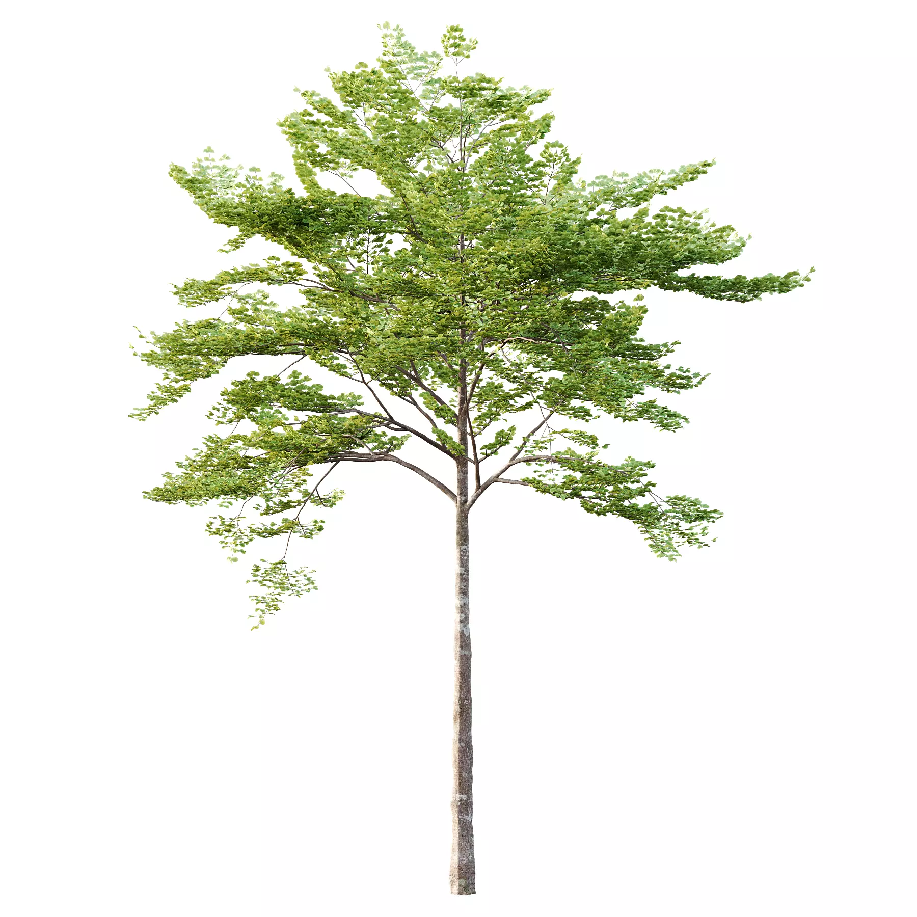 fagus sylvatica tree 06 3D model_2