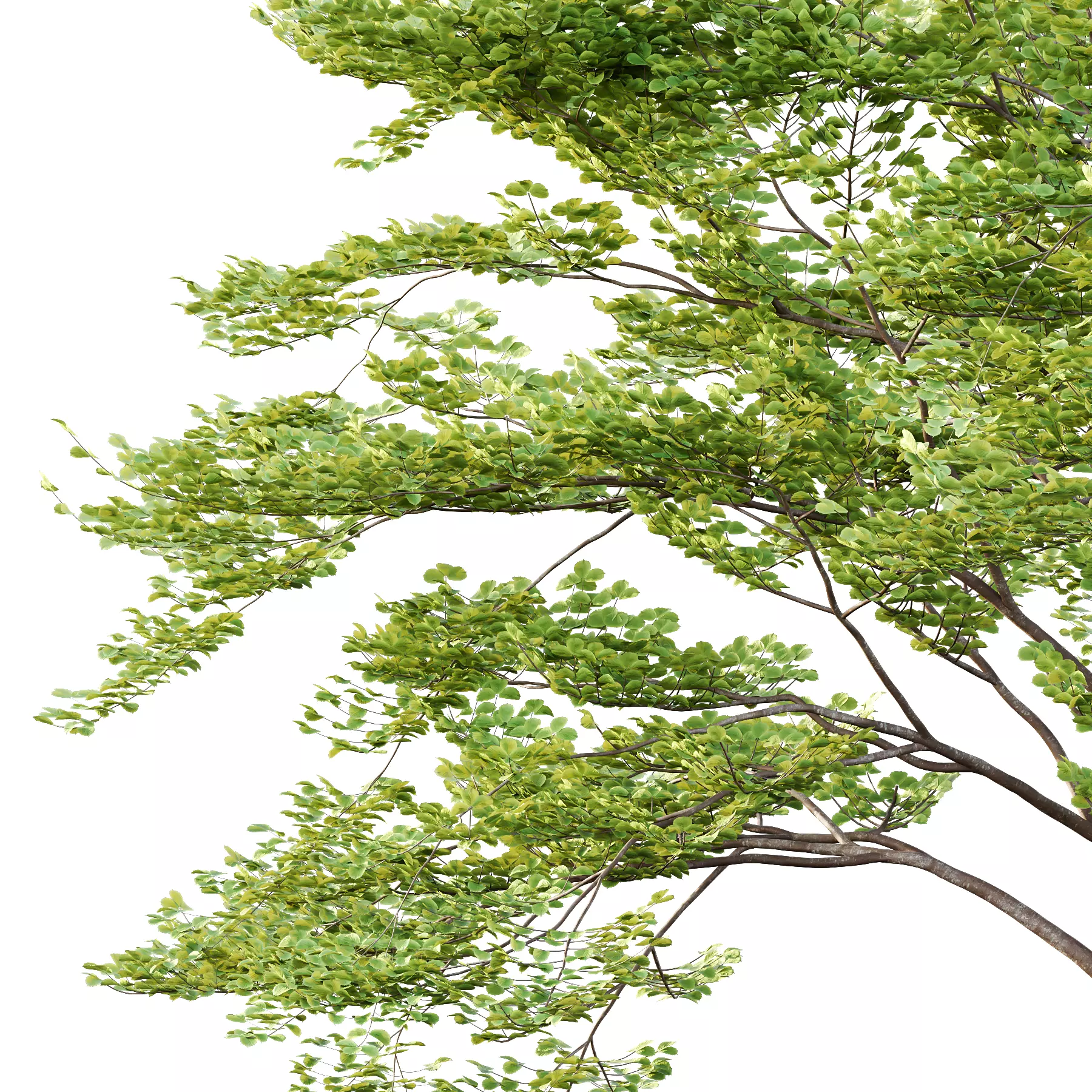 fagus sylvatica tree 06 3D model_3