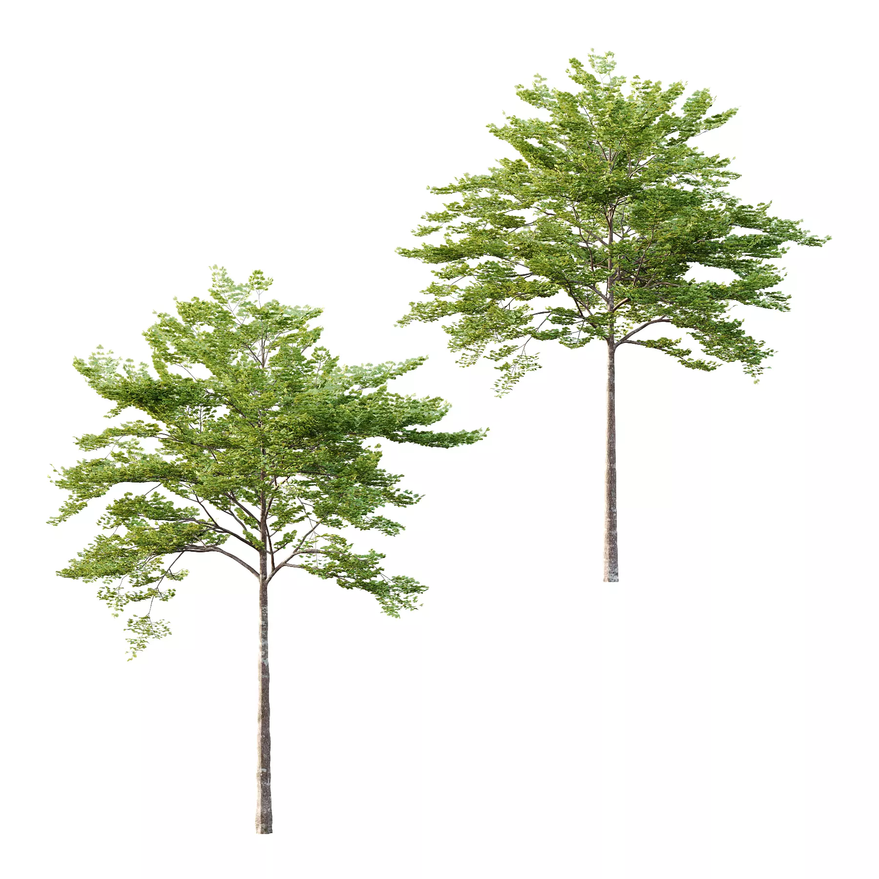 fagus sylvatica tree 06 3D model_0