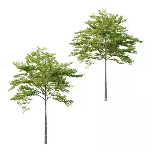 fagus sylvatica tree 06 3D model