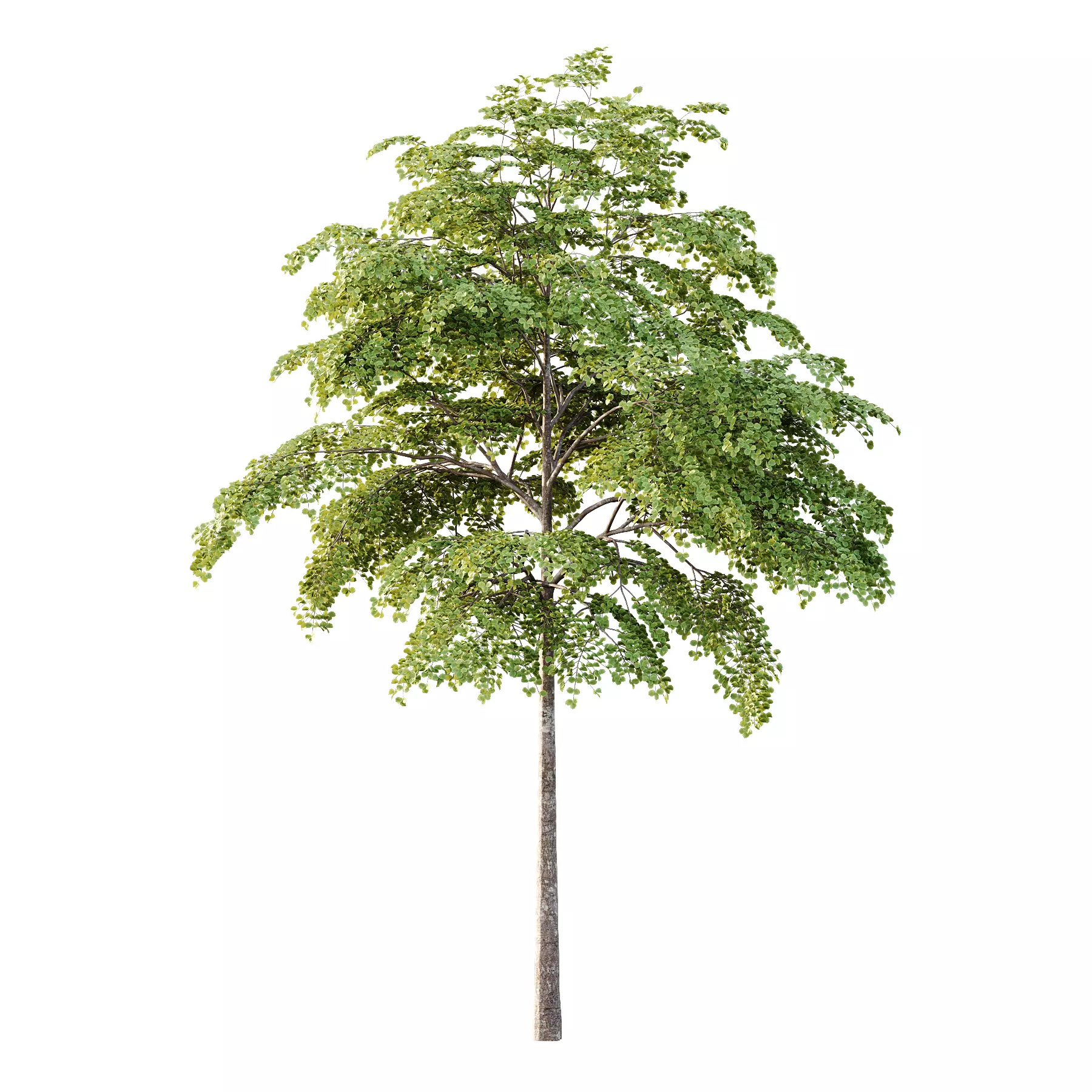 fagus sylvatica tree 07 3D model_2