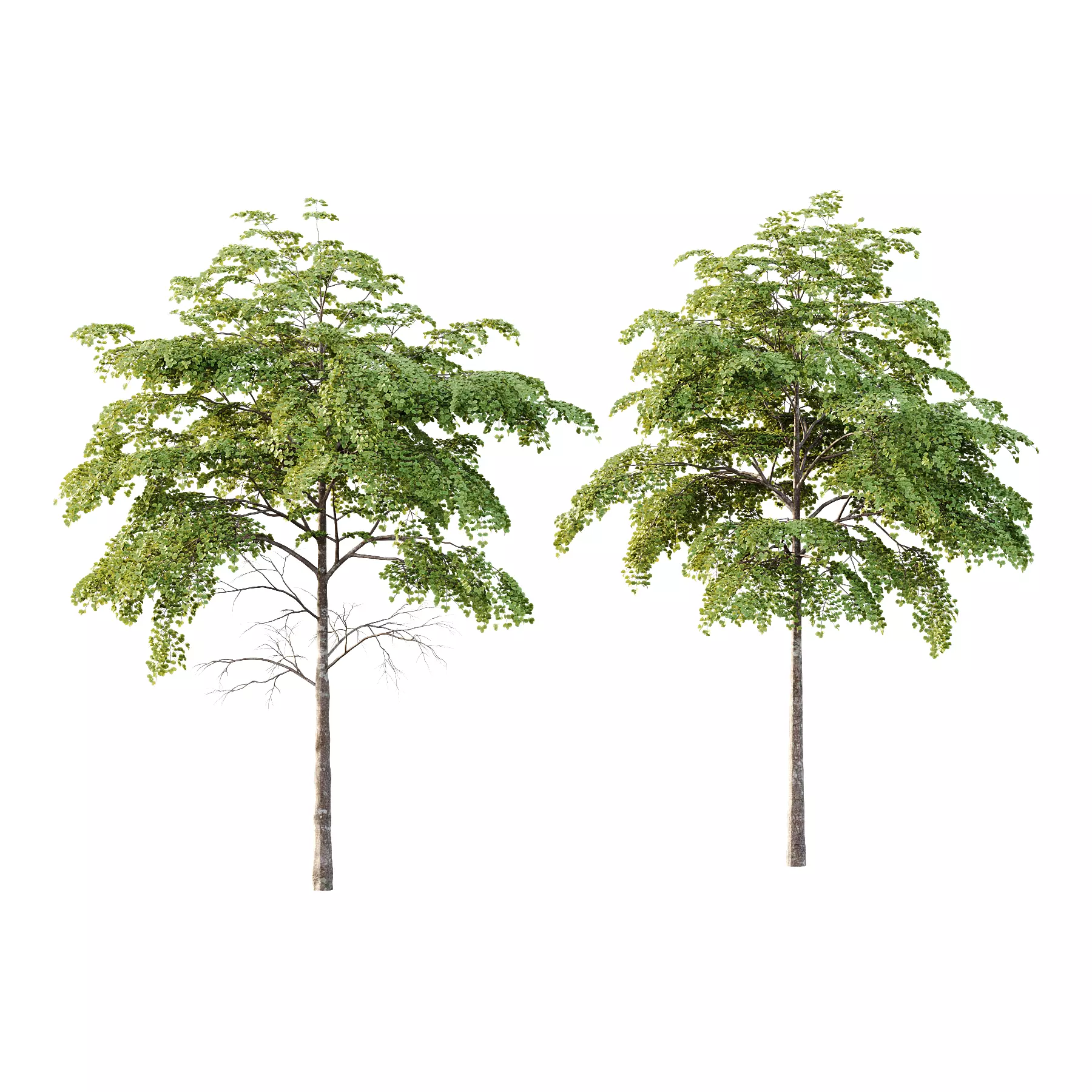 fagus sylvatica tree 07 3D model_0