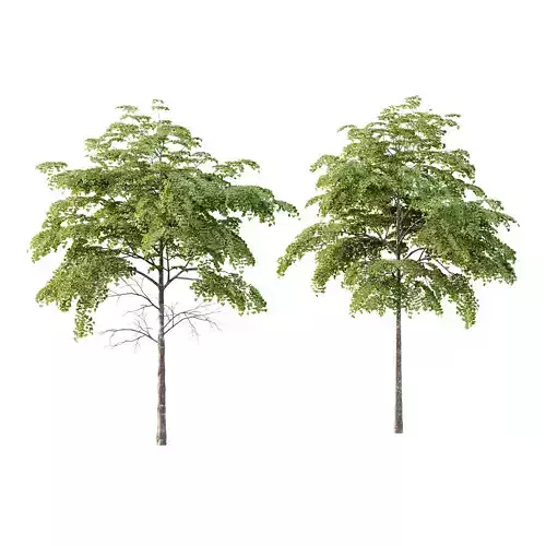 fagus sylvatica tree 07 3D model fagus sylvatica tree 07 3D model