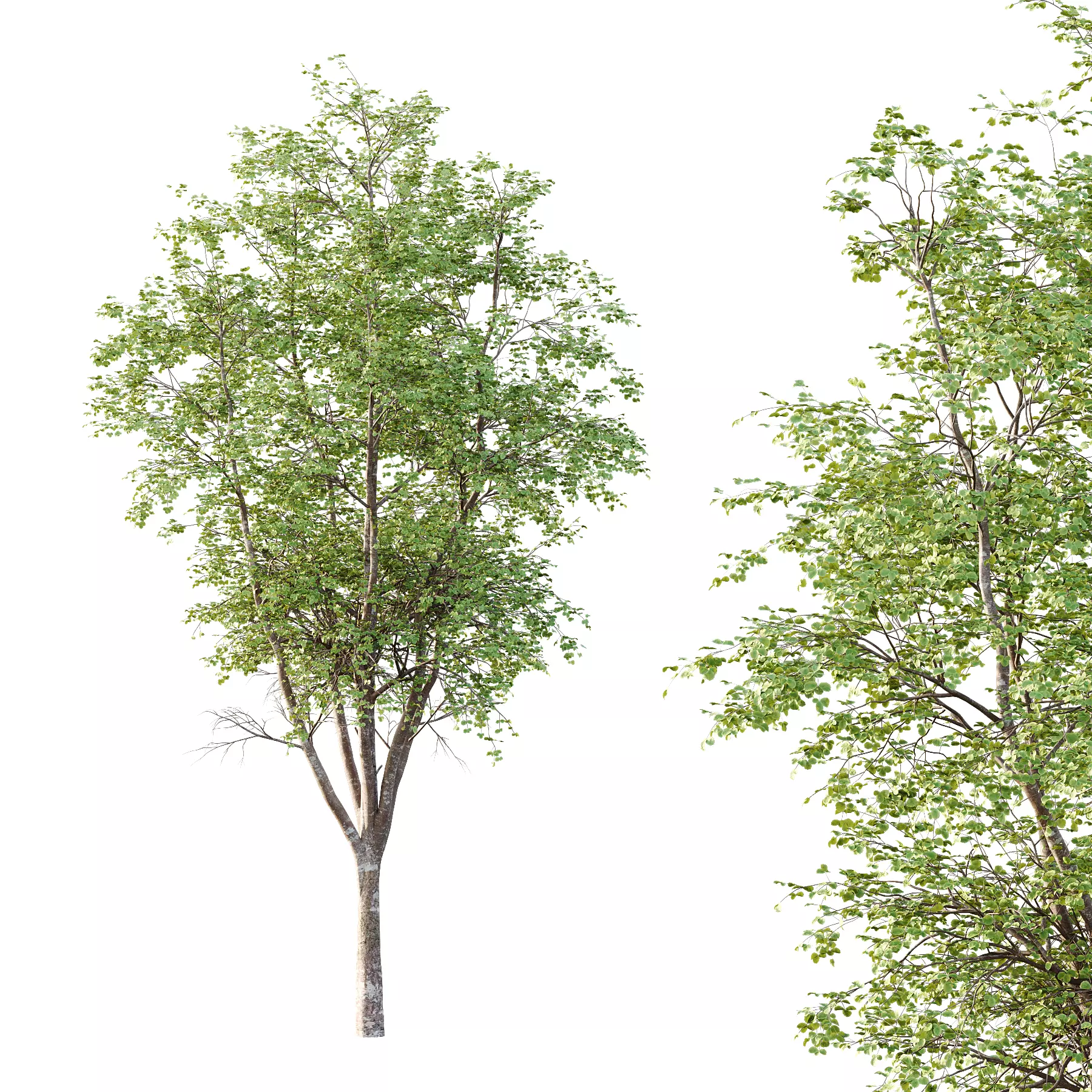 fagus sylvatica tree 03 3D model_0
