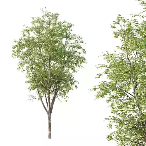 fagus sylvatica tree 03 3D model