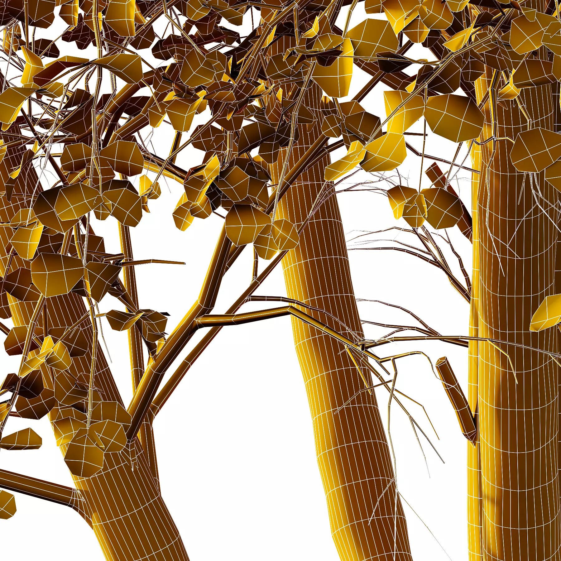 fagus sylvatica tree 03 3D model_2