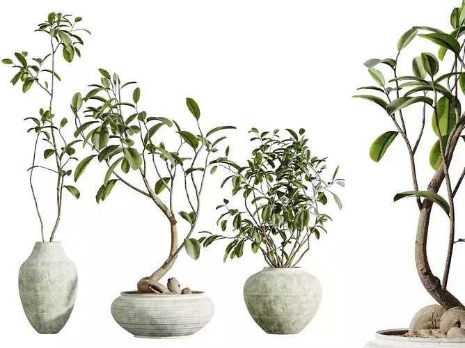 AV Indoor Plants Set 282 Japandi Ficus Marginata