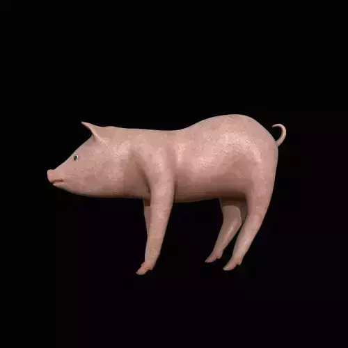 Pig animal