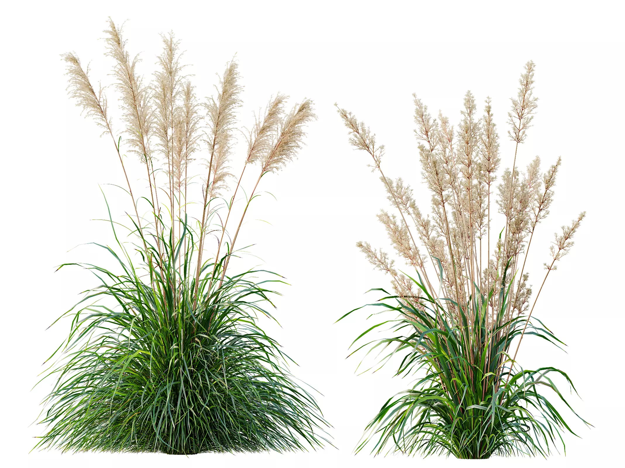 AV Cortaderia Selloana and Nassella Tenuissima Fruit grasses 3D model