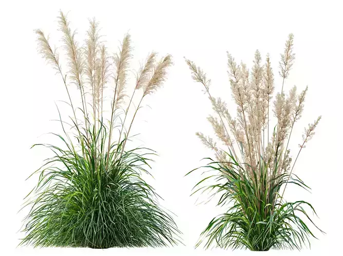 AV  Cortaderia Selloana and Nassella Tenuissima Fruit grasses