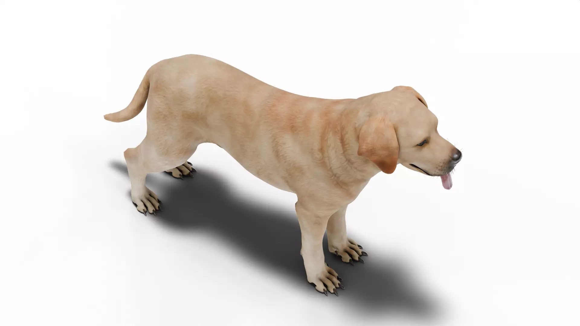 Labrador Retriever Low-poly 3D model_4