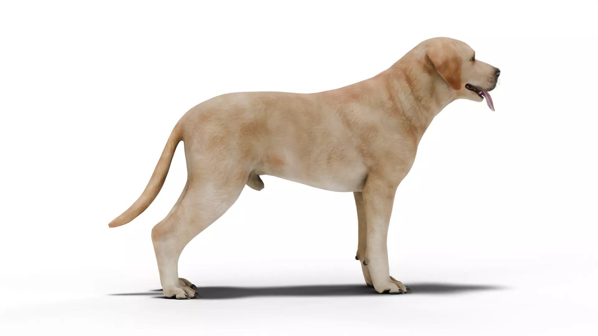 Labrador Retriever Low-poly 3D model_3