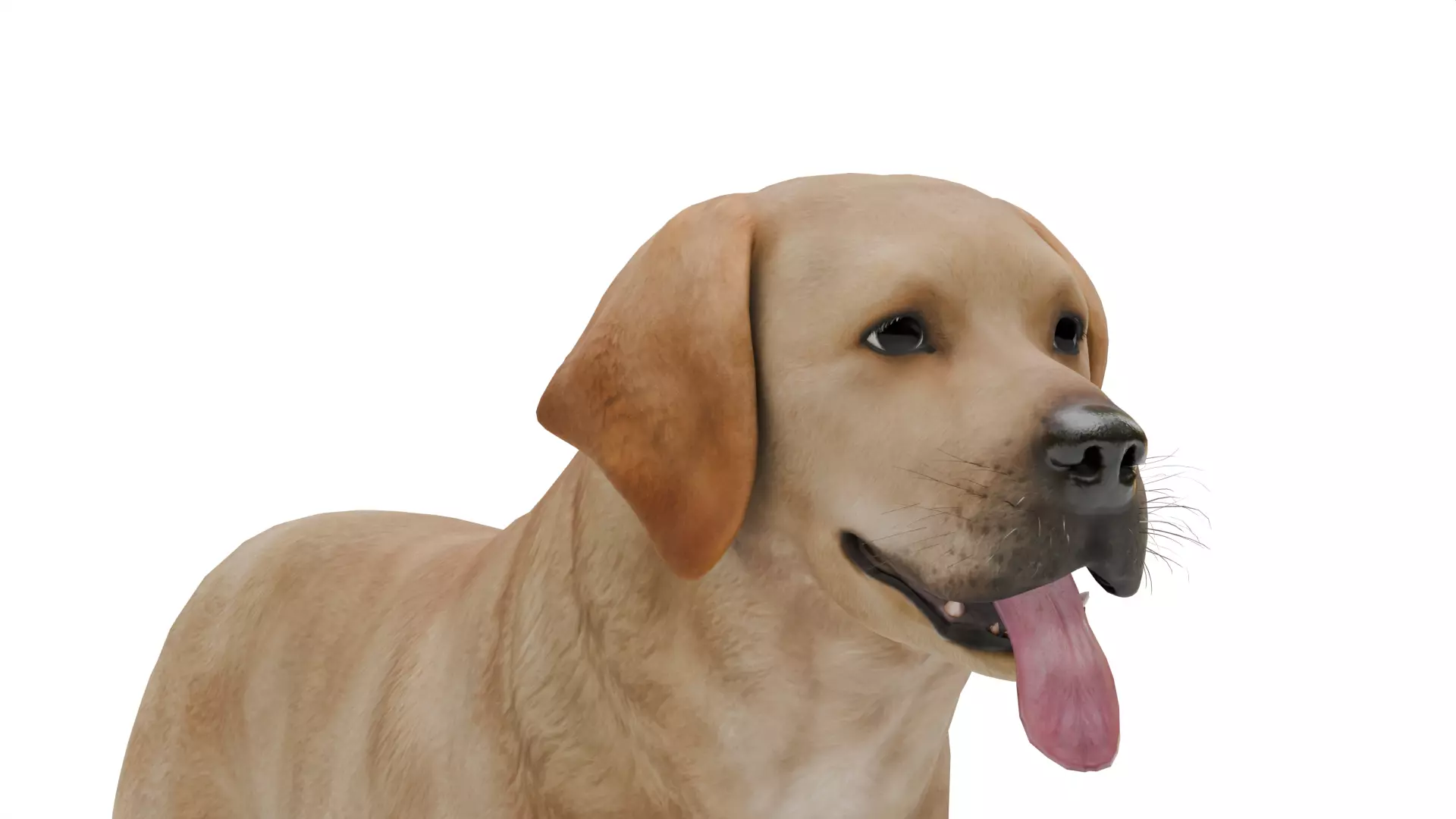 Labrador Retriever Low-poly 3D model_11