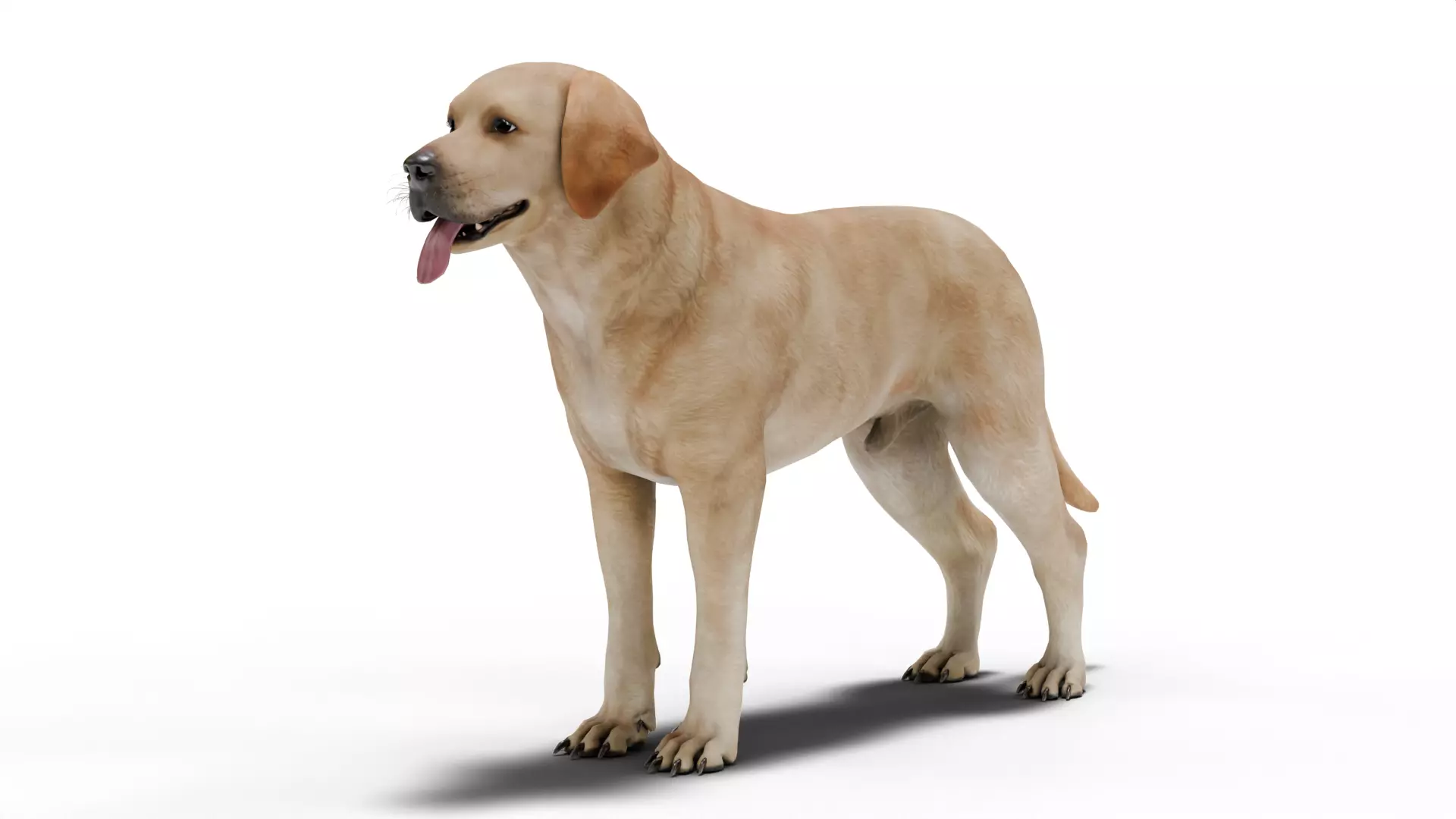 Labrador Retriever Low-poly 3D model_0