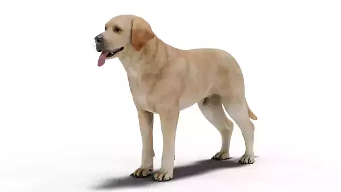 Labrador Retriever Low-poly 3D model