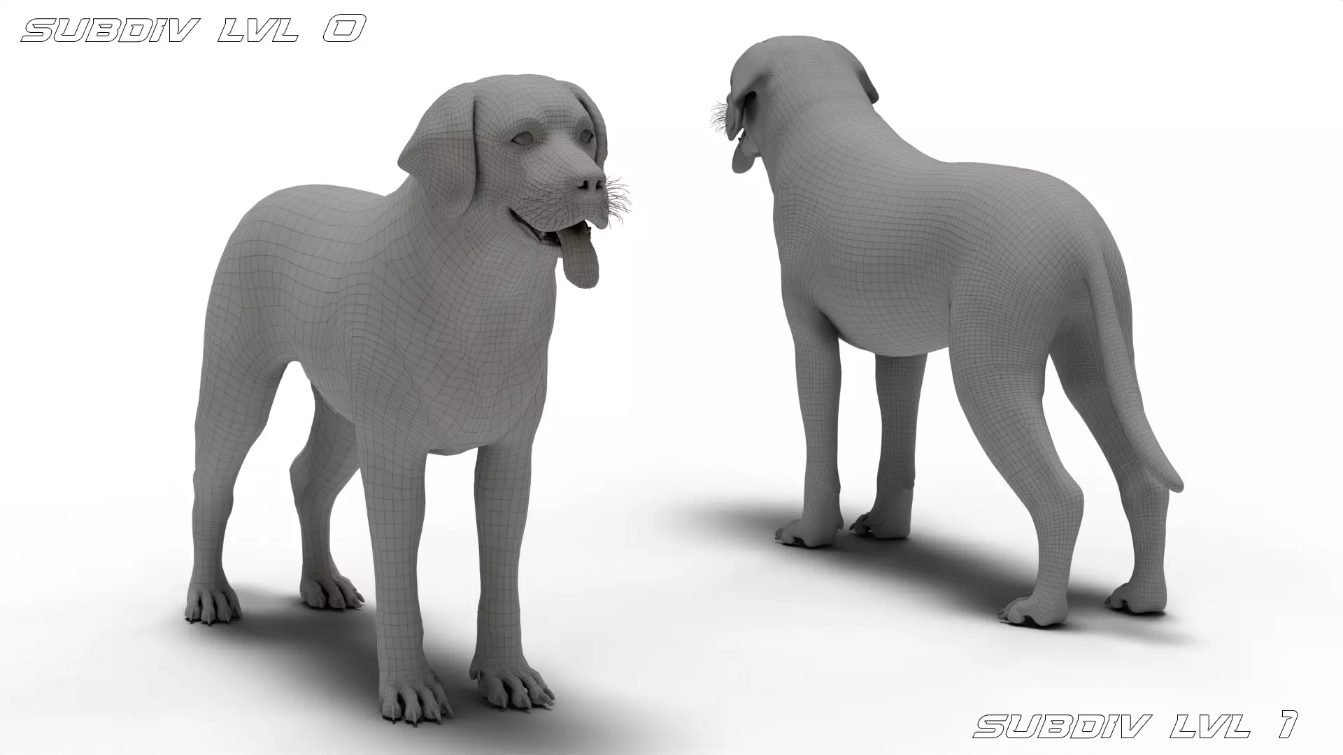 Labrador Retriever Low-poly 3D model_10