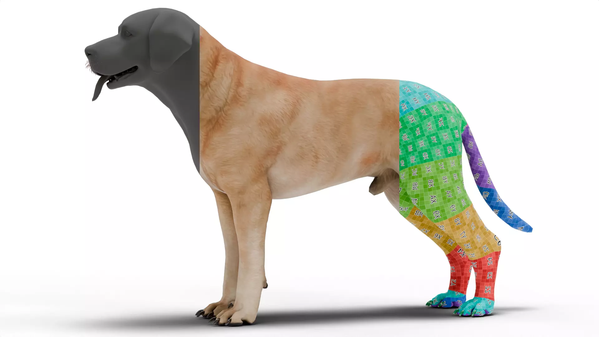 Labrador Retriever Low-poly 3D model_7