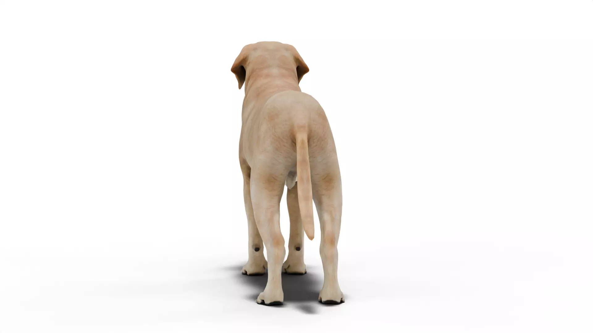 Labrador Retriever Low-poly 3D model_2