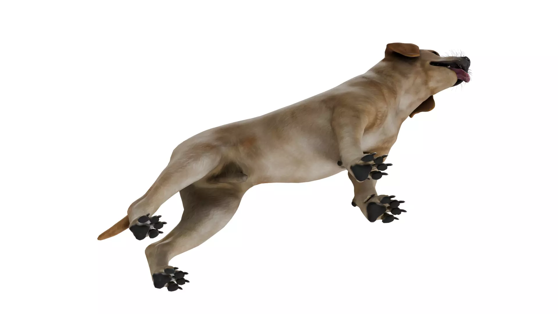 Labrador Retriever Low-poly 3D model_5