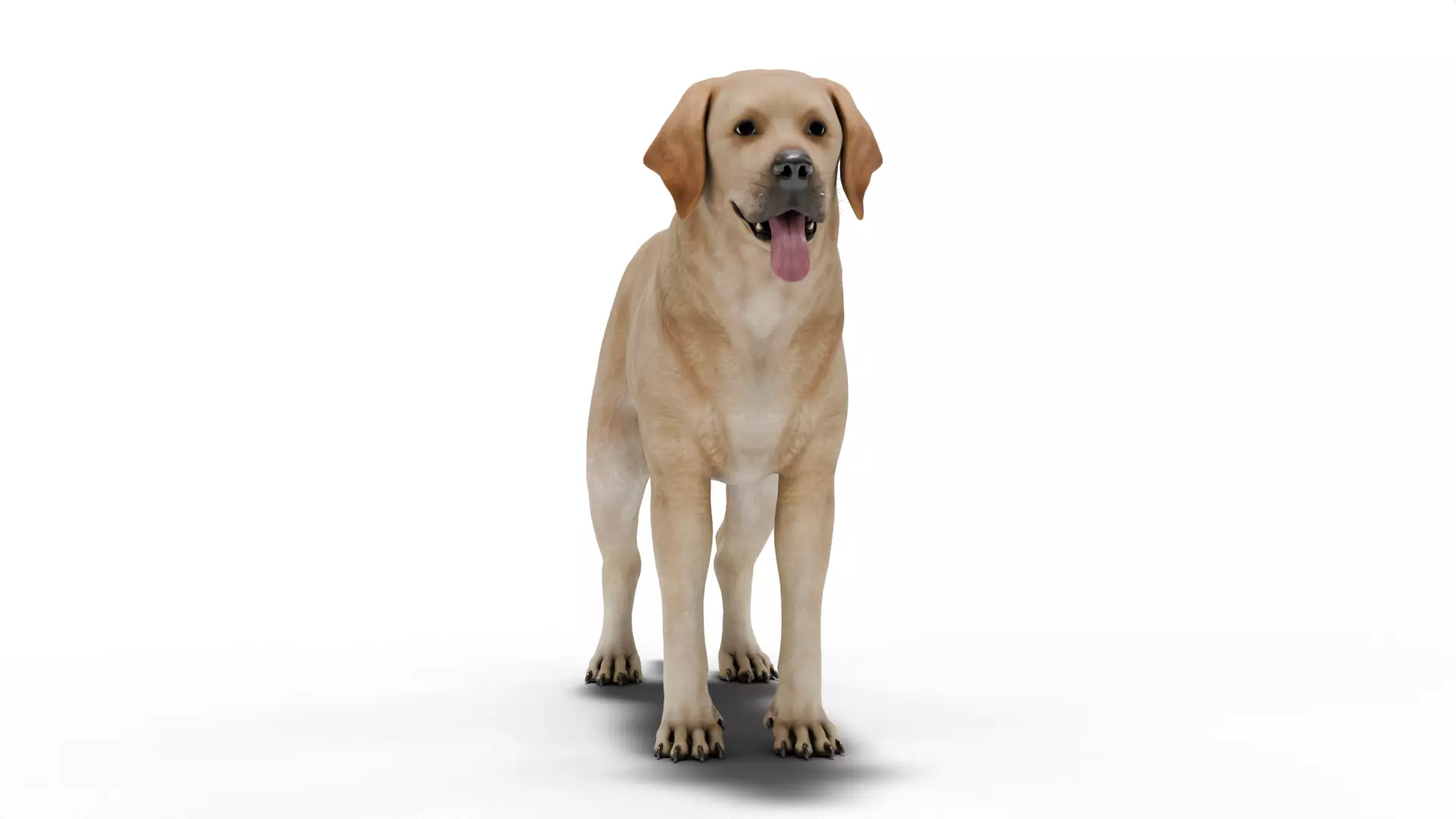 Labrador Retriever Low-poly 3D model_1