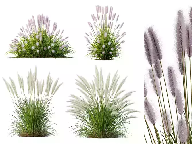 AV Pennisetum Alopecuroides and Nassella Tenuissima Grasses