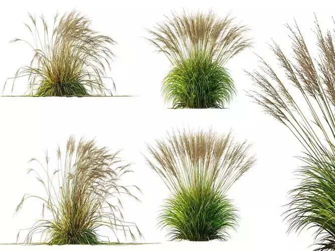 AV Molinia Caerulea Heidebraut Kleines Pfeifengras Grasses