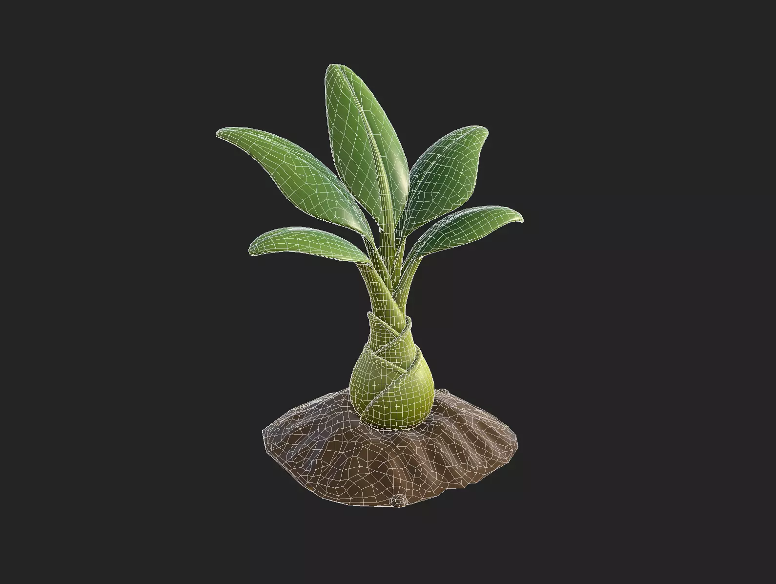 Stylized Banana Tree Growth Stages  Low Poly 3D Model for Games  Low-poly 3D model_18