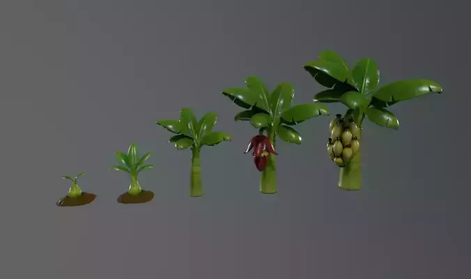 Stylized Banana Tree Growth Stages  Low Poly 3D Model for Games  Low-poly 3D model