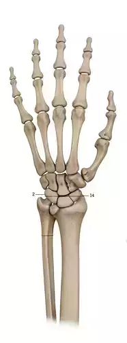 Anatomical Precision- Complete Human Hand Bones 3D Model