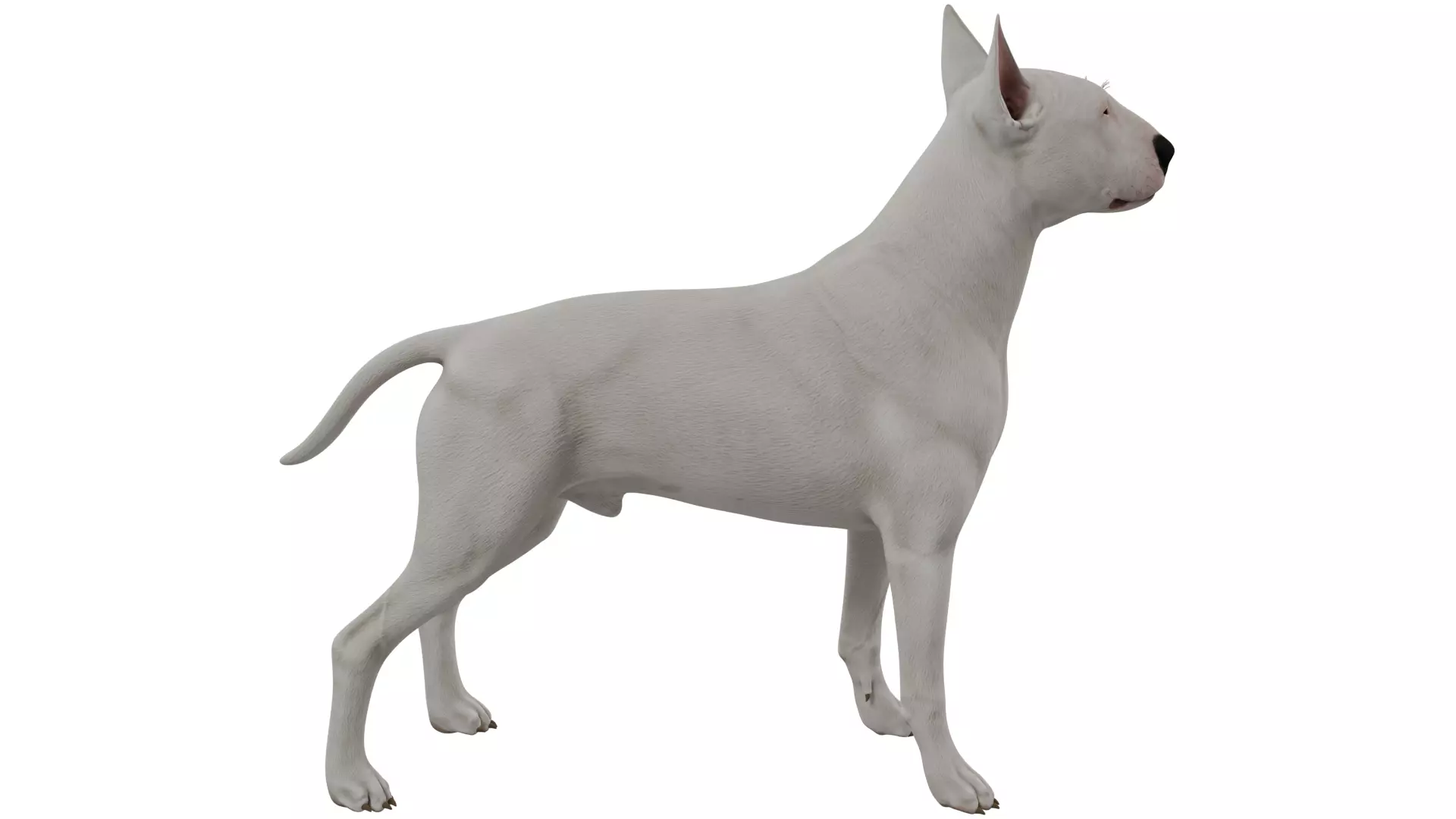 Bull Terrier 3D model_5