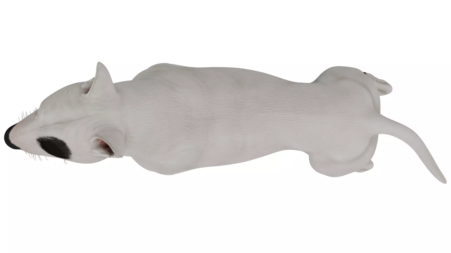 Bull Terrier 3D model_8