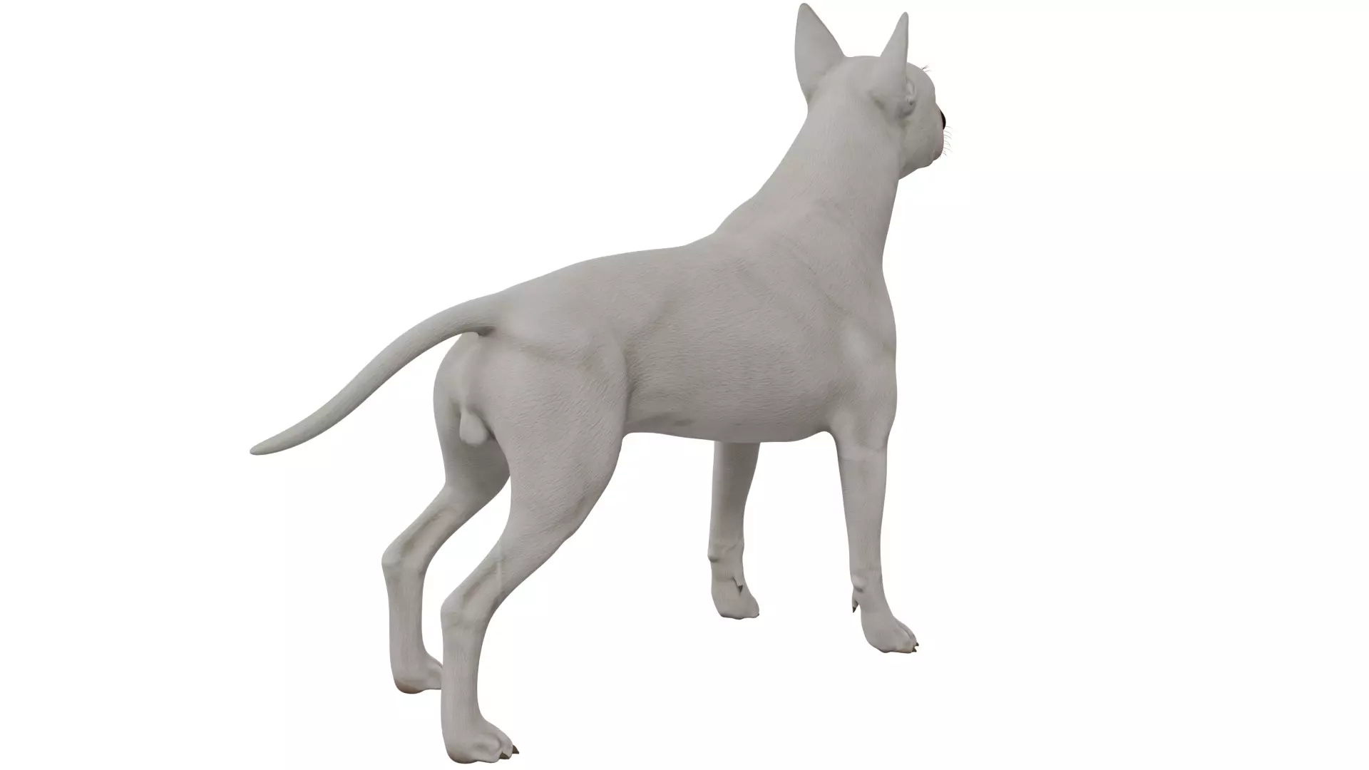 Bull Terrier 3D model_4