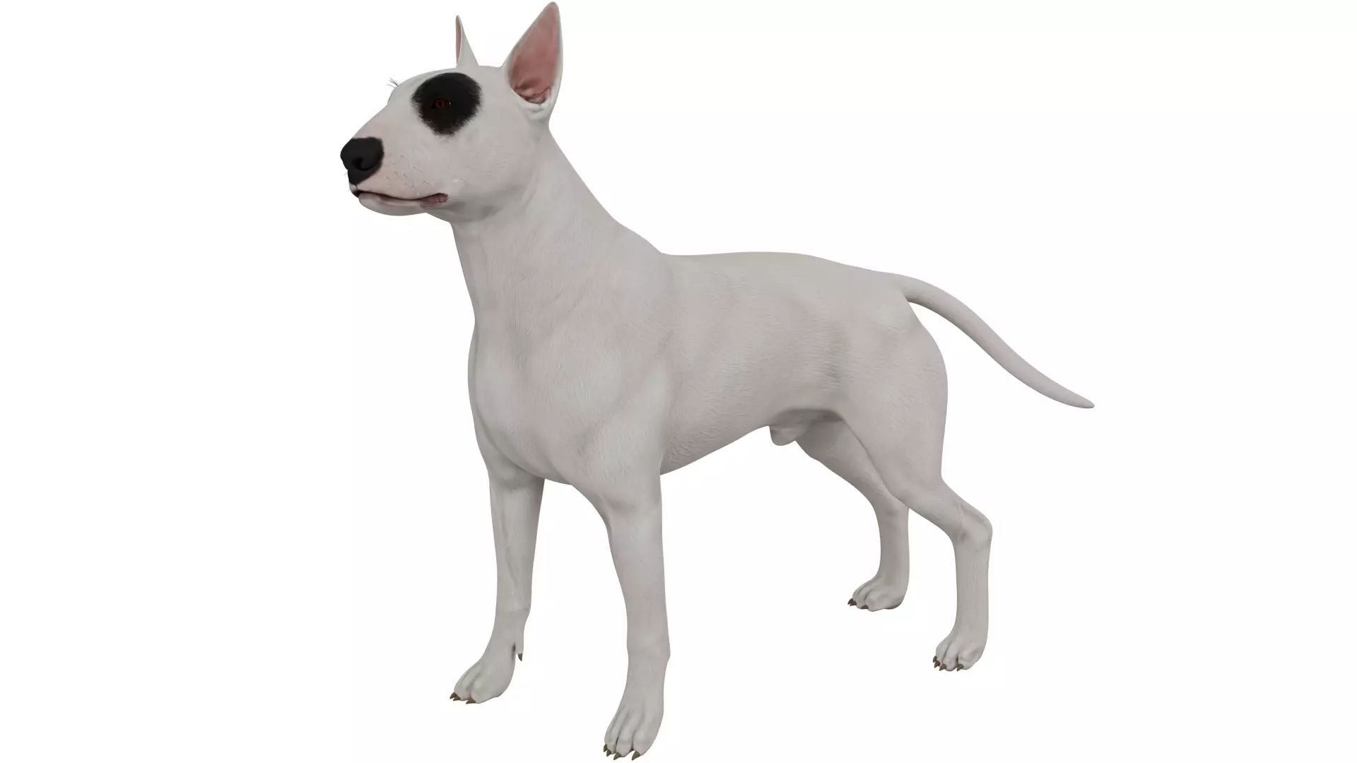 Bull Terrier 3D model_0