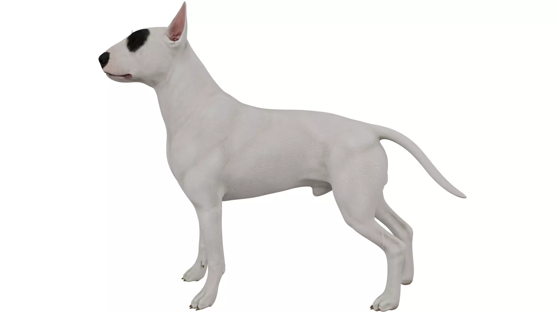 Bull Terrier 3D model_1
