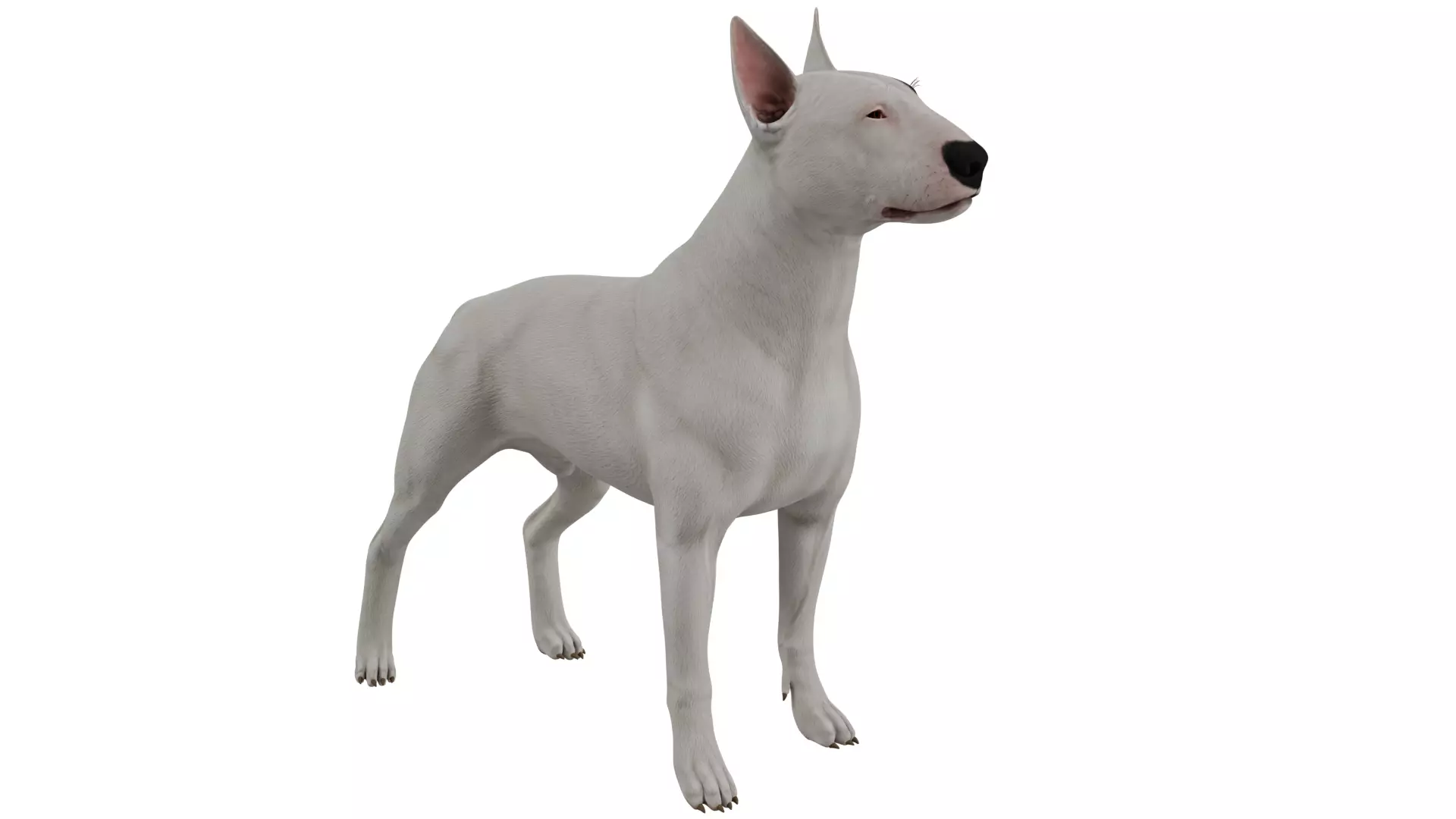 Bull Terrier 3D model_6