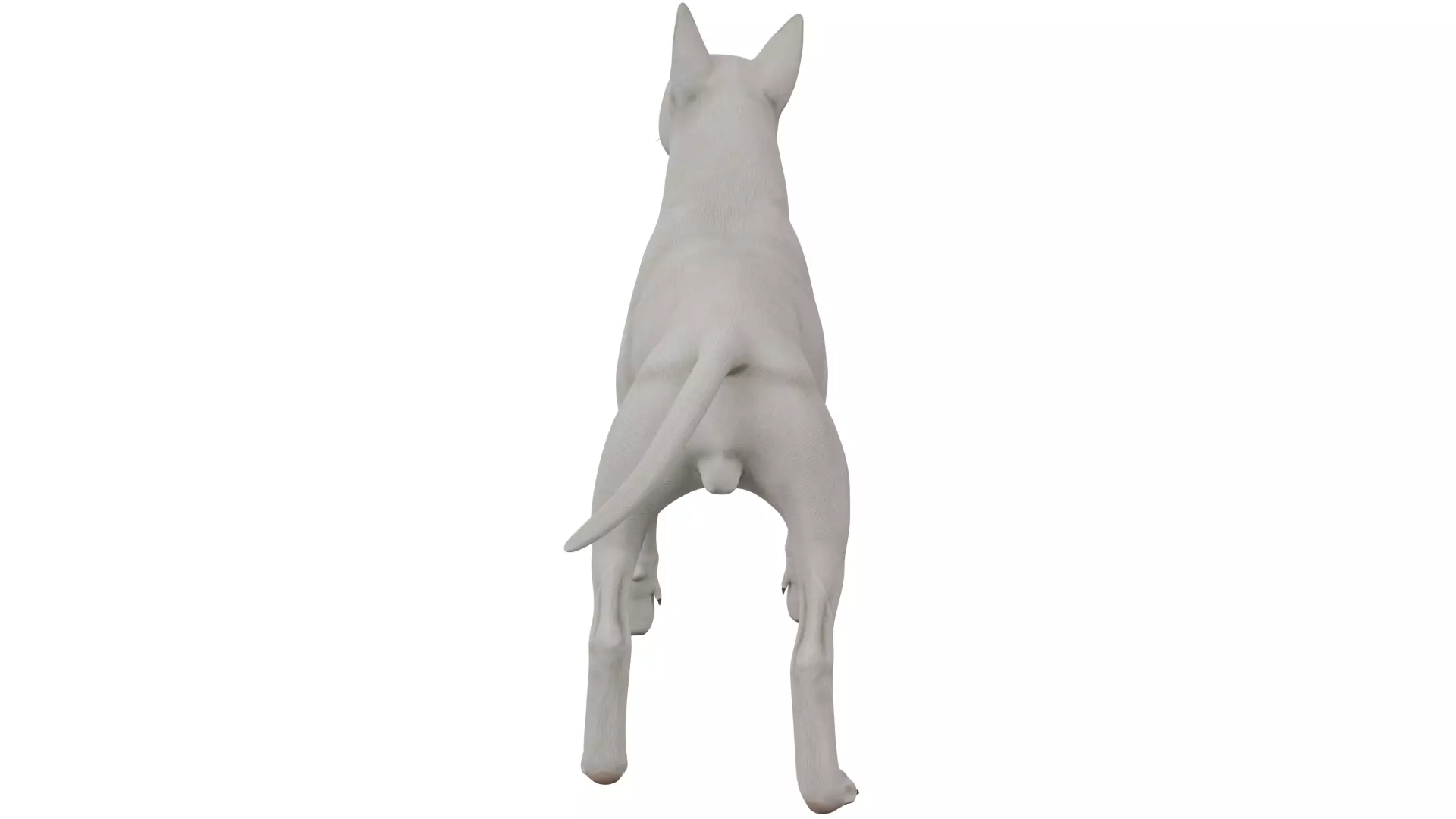 Bull Terrier 3D model_3