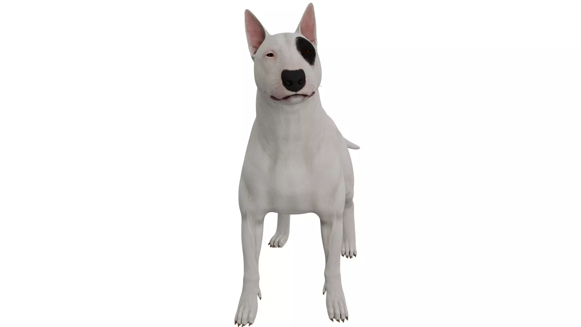 Bull Terrier 3D model_7